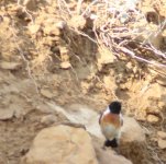 Male 'Caspian Stonechat' (variegatus) Armenia May 2015_HH_2.jpg