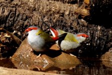 BF Red-browed Finch thread.jpg