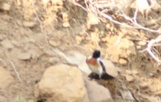 Male 'Caspian Stonechat' (variegatus) Armenia May 2015_HH_3.jpg