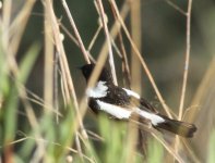 Male 'Caspian Stonechat' (variegatus) Armenia May 2015_HH_1.jpg