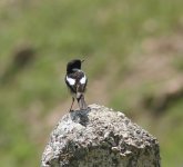 male presumed rubicola European Stonechat Armenia May 2015_HH_1.jpg