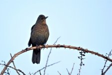 DSC03308 25 unusally confiding Blackbird.jpg