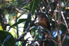 DSC06371 Little Shrike-thrush @ Atherton Tablelands.jpg