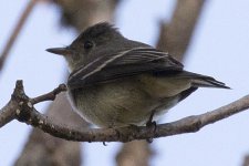 flycatcher2.jpg