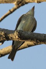 flycatcher3.jpg