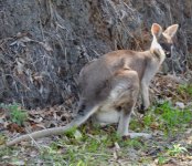 BF Whiptail Wallaby thread.jpg