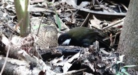 DSC06380 Eastern Whipbird @ Atherton Tablelands.jpg