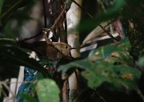 Atherton Scrubwren @ Atherton Tablelands.jpg