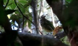 DSC06479 Spotted Catbird @ Atherton Tablelands.jpg