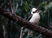 DSC06390 Laughing Kookaburra @ Atherton Tablelands.jpg