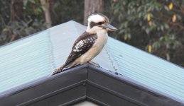 BF Laughing Kookaburra thread.jpg