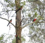 BF King Parrot flock thread.jpg