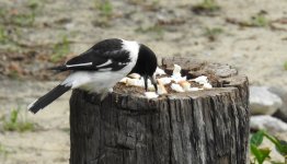 BF Pied Butcherbird thread.jpg