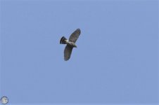 Sparrowhawk sp.jpg