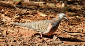 BF Bar-shouldered Dove thread.jpg