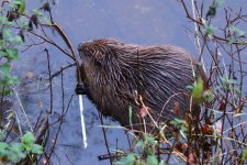 20190927 (6)_European_Beaver.JPG