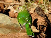 BF Green Catbird thread.jpg