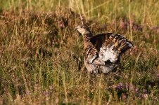 20190928 (1)_Black_Grouse_Greyhen.JPG