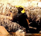 BF Regent Bowerbird thread.jpg