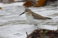 20190929 (5)_Semipalmated_Sandpiper.JPG