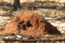 BF Termite mound thread.jpg