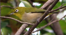 White-eye, Gunsan, South Korea, April 2011, IMG_1037.JPG