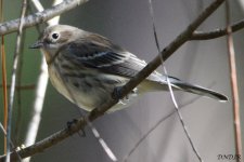 Copyright 2019 DNDJR UNK Bird at Kleb Woods Nature Preserve Tomball, Texas.jpg