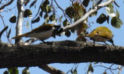 BF Blue-faced Honey-eater Thread.jpg