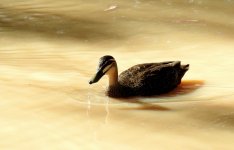 BF Pacific Black Duck thread.jpg