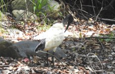 BF Australian White Ibis thread.jpg