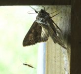 BF Moth for Id.jpg
