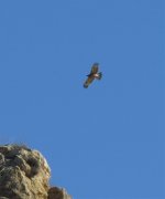 Bonelli's (poss) in flight (2).jpg