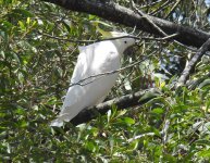 BF Sulphur-crested Cockatoo thread.jpg