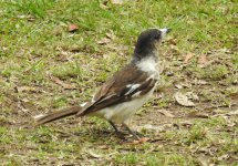 BF Pied Butcherbird Juvenile thread.jpg