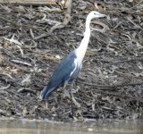 BF White-necked Heron thread.jpg