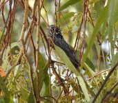 BF Striped Honey-eater thread.jpg