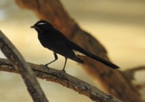 BF Willie Wagtail thread.jpg