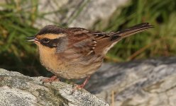 004 Siberian Accentor.jpg