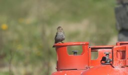 005 Red-winged Blackbird.JPG