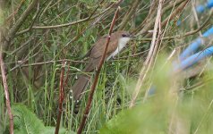 007 Black-billed Cuckoo.jpg