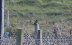 008 Eastern Kingbird.jpg