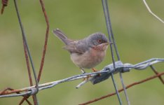 010 Moltoni's Warbler.JPG