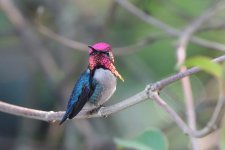 bee hummingbird 2.JPG