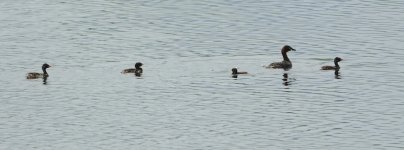 DSC06875 Little Grebe @ San Tin.jpg