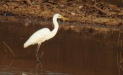 BF Great Egret thread.jpg