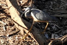 BF White-faced Heron thread.jpg