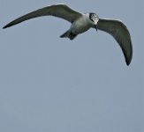 DSC06827 Whiskered Tern @ San Tin.jpg