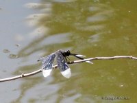 DragonflyIMG_1903.jpg