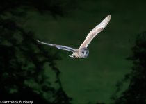 Barn Owl-0394.jpg
