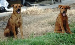 DSC06871 Fishpond Dogs @ San Tin.jpg